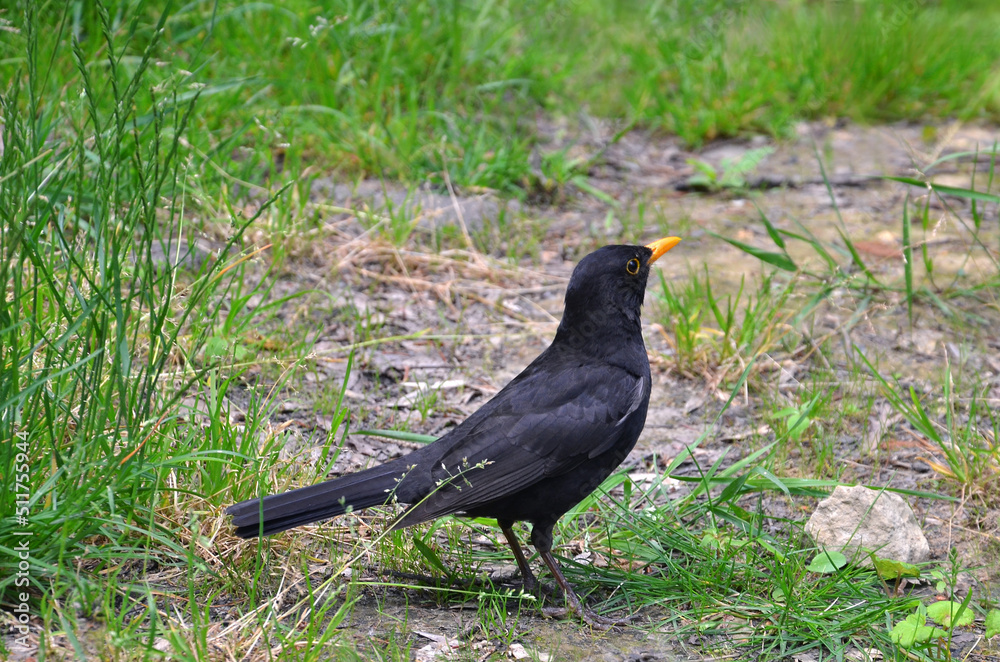 Black bird starling (male) stands on the grass and listens to the unfamiliar sounds. Close up photo. Black bird starling (male) stands on the grass and listens to the unfamiliar sounds. Close up photo.