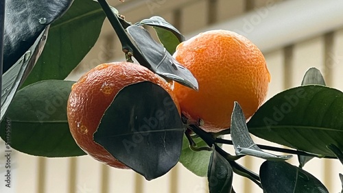 Tableau sur toile orange-tree