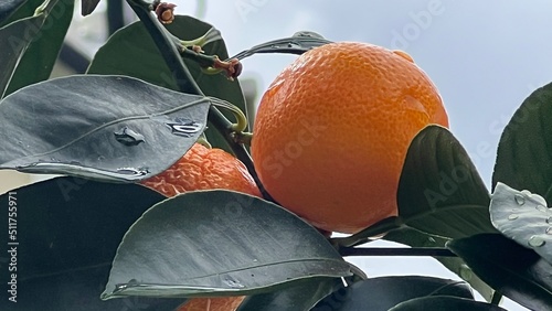 фотографія orange-tree and blue sky