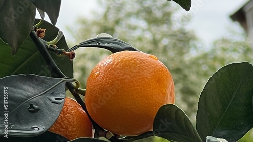 Принти на полотні orange-tree and blue sky