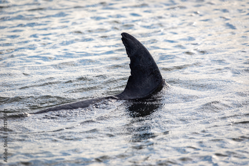Fototapeta premium dolphin in the water