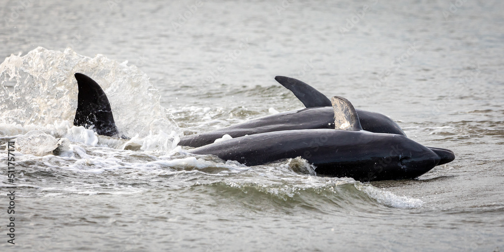 Fototapeta premium Dolphins Strand Feeding