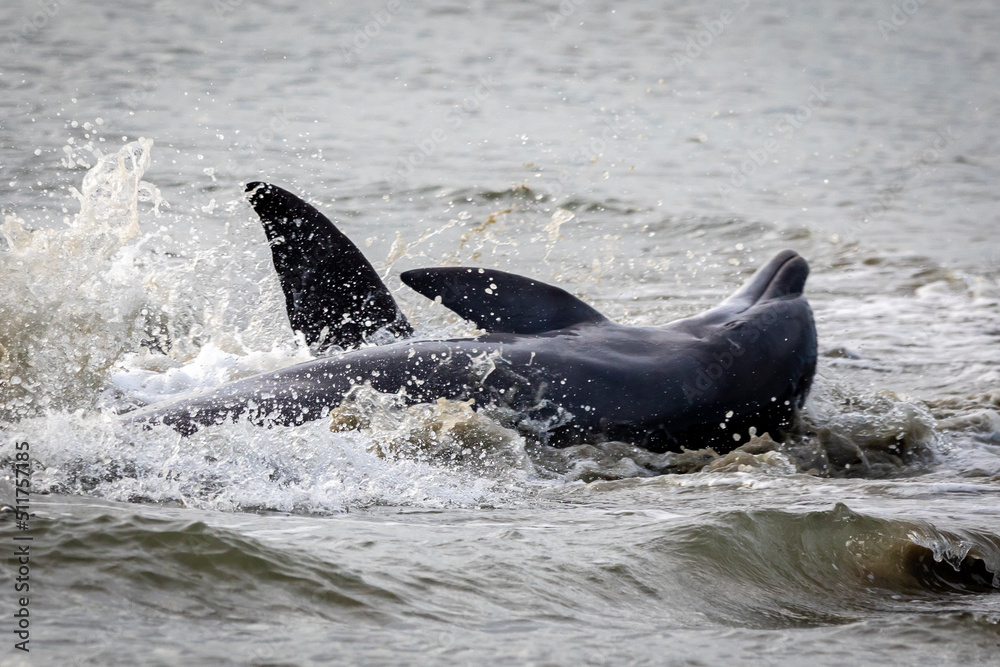 Fototapeta premium Dolphins Strand Feeding