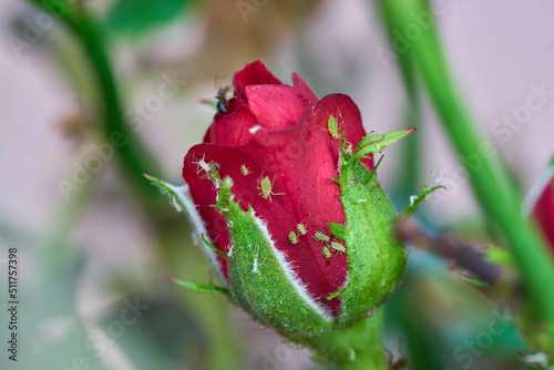 Fotografia Rose flower attacked by aphid infestation