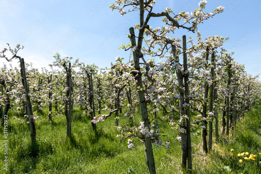 Fototapeta premium organic food and summertime, blossom of an apple tree on a sunny day