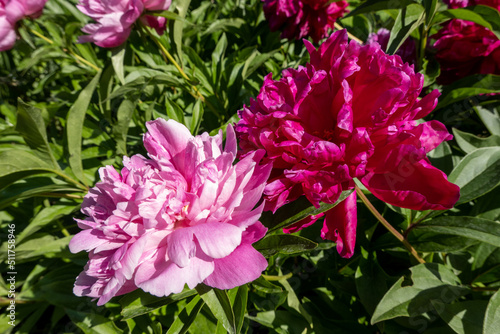 beautiful pink and red peony flowers in the garden © Anna Ivanovska