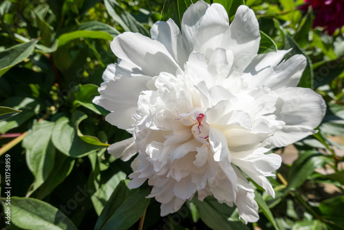 Fototapeta Naklejka Na Ścianę i Meble -  beautiful white peony flower in the garden