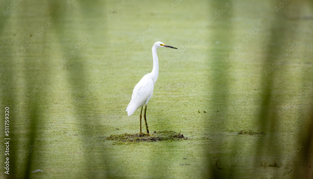 Obraz premium great white egret