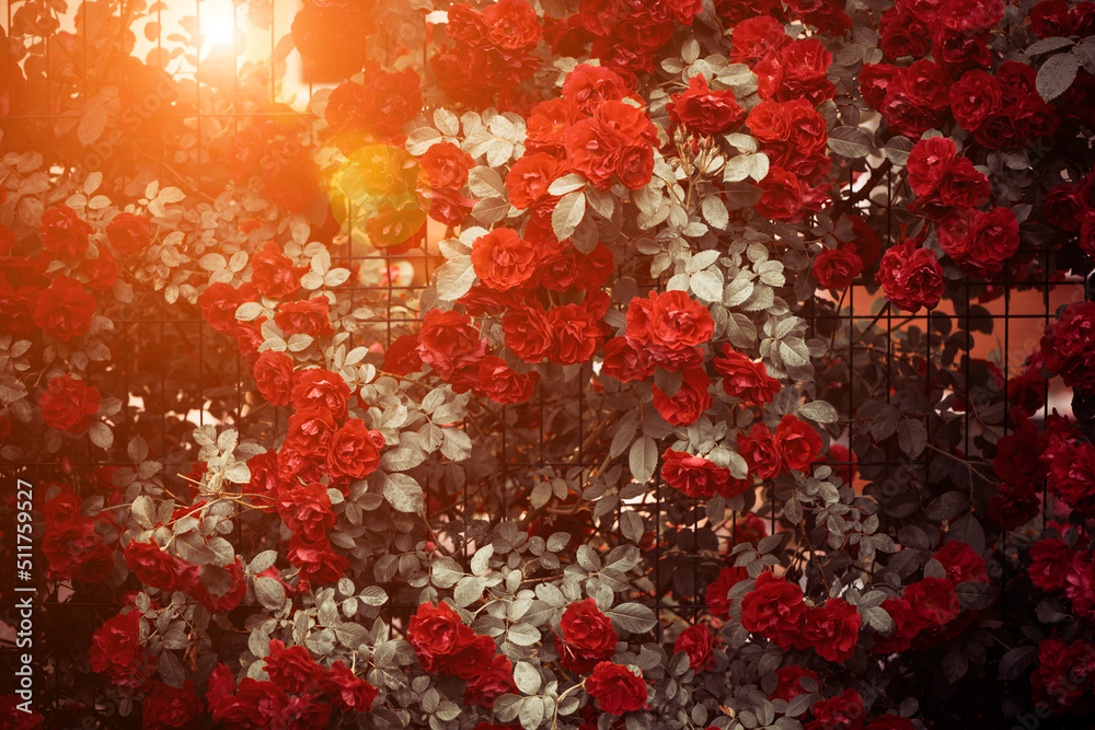 beautiful rose bush flowers at summer sunset after rain beautiful rose bush flowers at summer sunset after rain