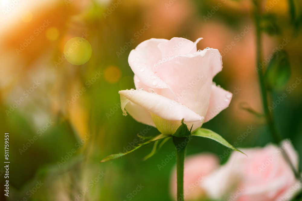 pinky garden rose flowers with rain drops at colorful background pinky garden rose flowers with rain drops at colorful background