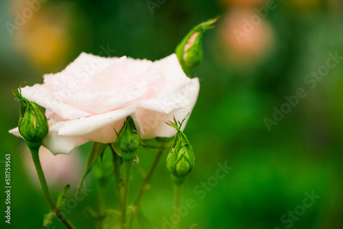 Fototapeta Naklejka Na Ścianę i Meble -  pinky garden rose flowers with rain drops at colorful background