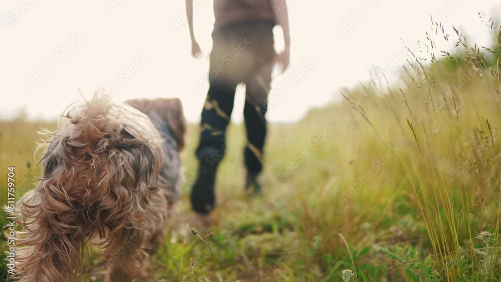 boy walking the dog in the park. happy family pet shaggy puppy kid dream concept. small child legs close-up walking in nature in the park with a dog. child lifestyle and dog walking in nature