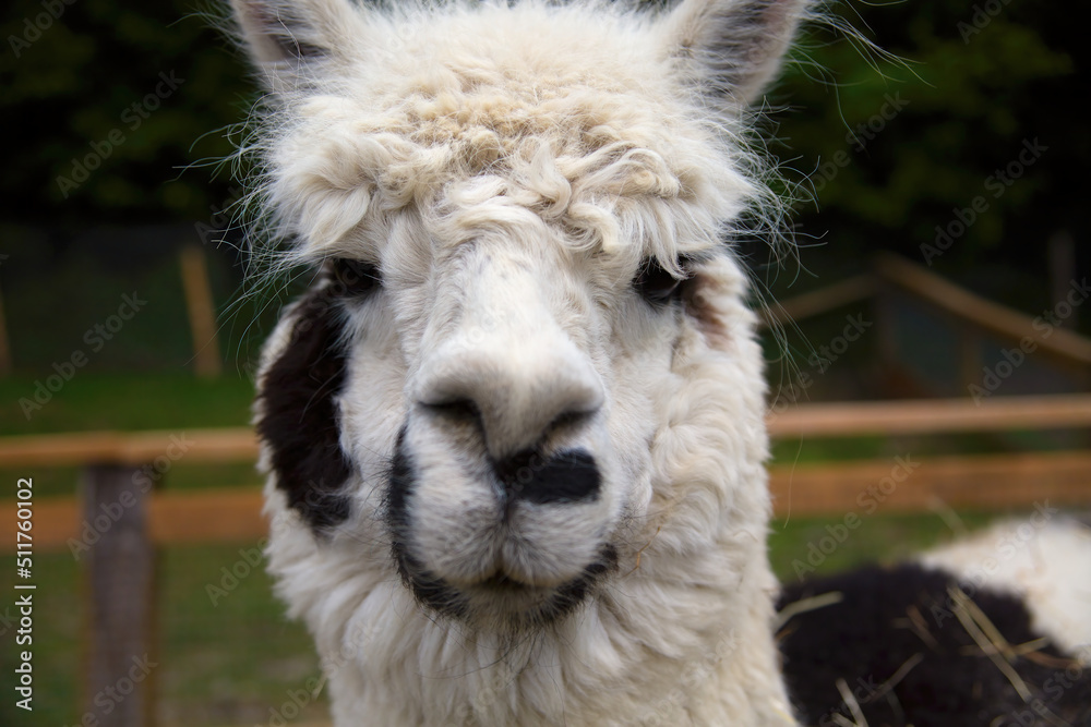 alpaca head white wool lama portrait farm animal llama livestock alpaca head white wool lama portrait farm animal llama livestock