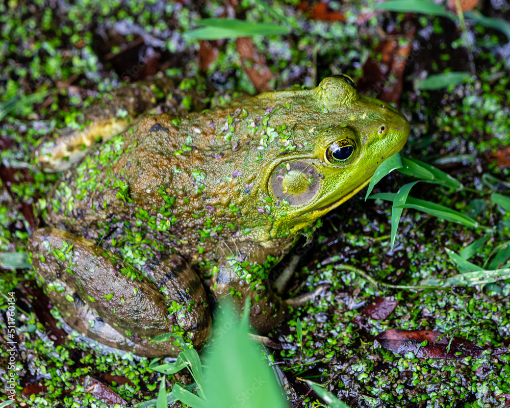 Fototapeta premium frog on the grass