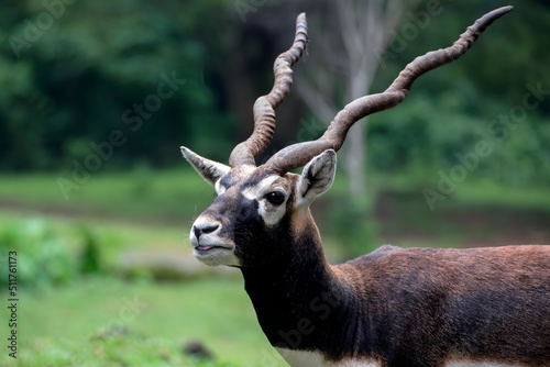 Deer with a unique horn in a forest © DS light photography