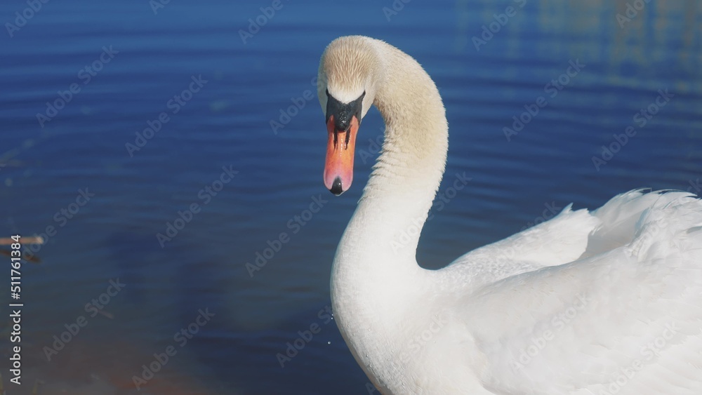 white swan on the shore near the lake. wild bird white swan on sun a pond in the wild lifestyle. a bird walk on the sand near the river in nature white swan on the shore near the lake. wild bird white swan on sun a pond in the wild lifestyle. a bird walk on the sand near the river in nature