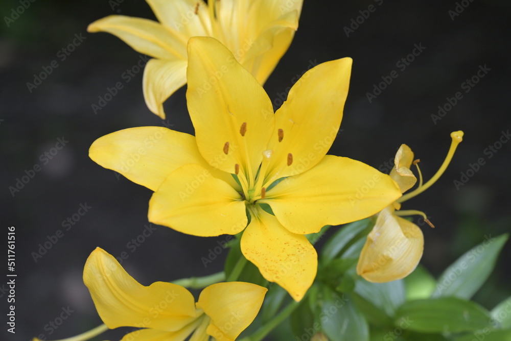 Fototapeta premium Fiori