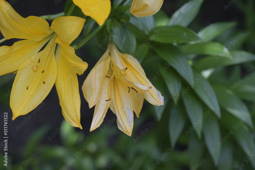 Obraz premium Fiori nel parco