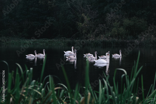 Ten swimming white swans in the river