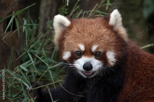 Beautiful images of a red panda 