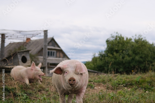 Canvas Print two pigs on a background of high mountains