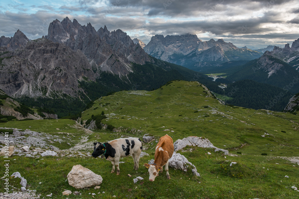 Cows in the Dolomites mountains