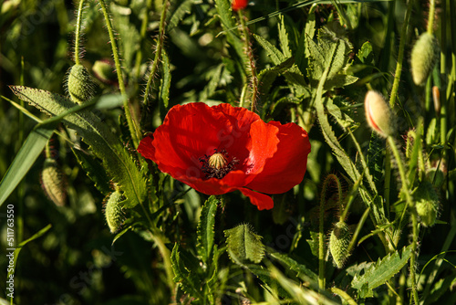 red poppy flower