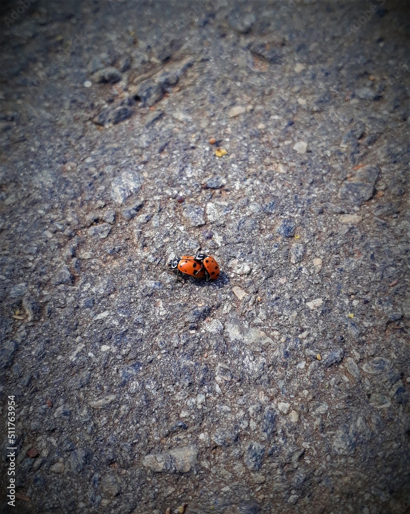 ladybird on a leaf ladybird on a leaf