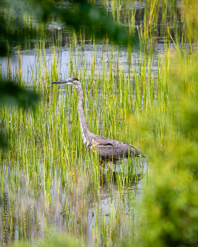 great blue heron