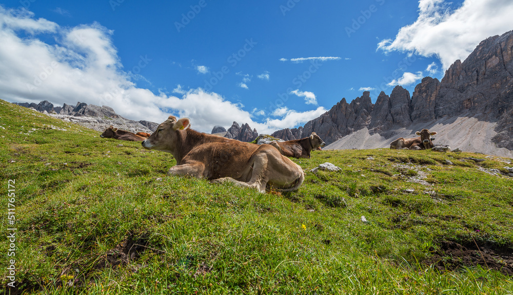 Fototapeta premium Cows in the Dolomites mountains