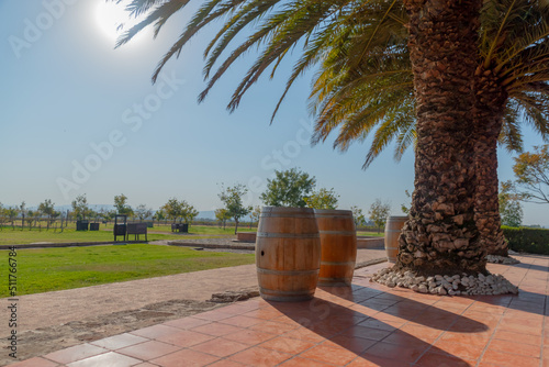 Cask and palm tree in sunny day