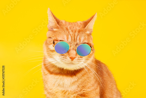 Portrait of a funny ginger cat close-up in sunglasses