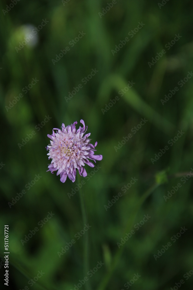 nature green background and purple flower nature green background and purple flower