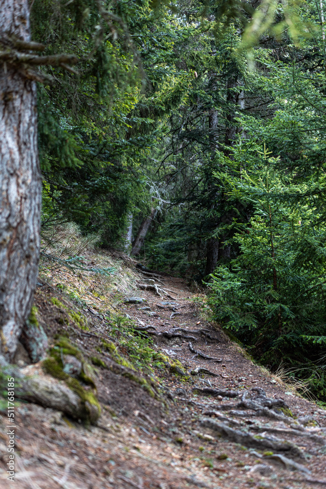 path in the forest