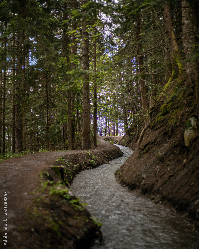 Obraz premium path in the woods