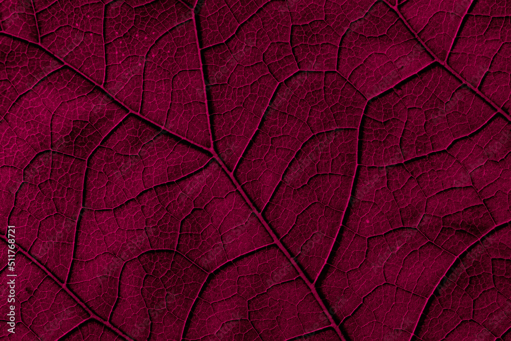 Fototapeta premium leaf structure, macro photo on tapete