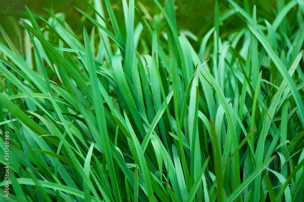 Tall bright lush green grass. Grass texture Tall bright lush green grass. Grass texture