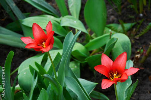 Two beautiful red opened tulips in the garden