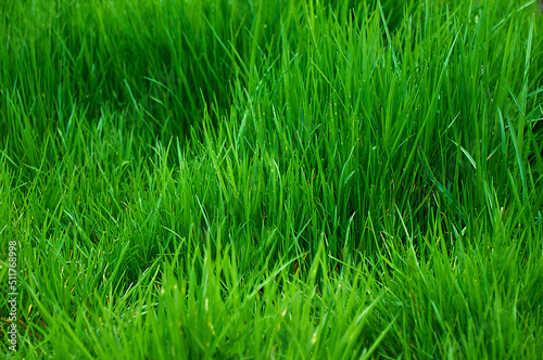 Tall bright lush green grass. Grass texture