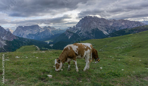 Cow in the Dolomites mountains. 