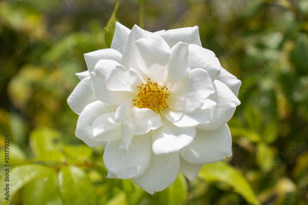 Obraz premium white flower