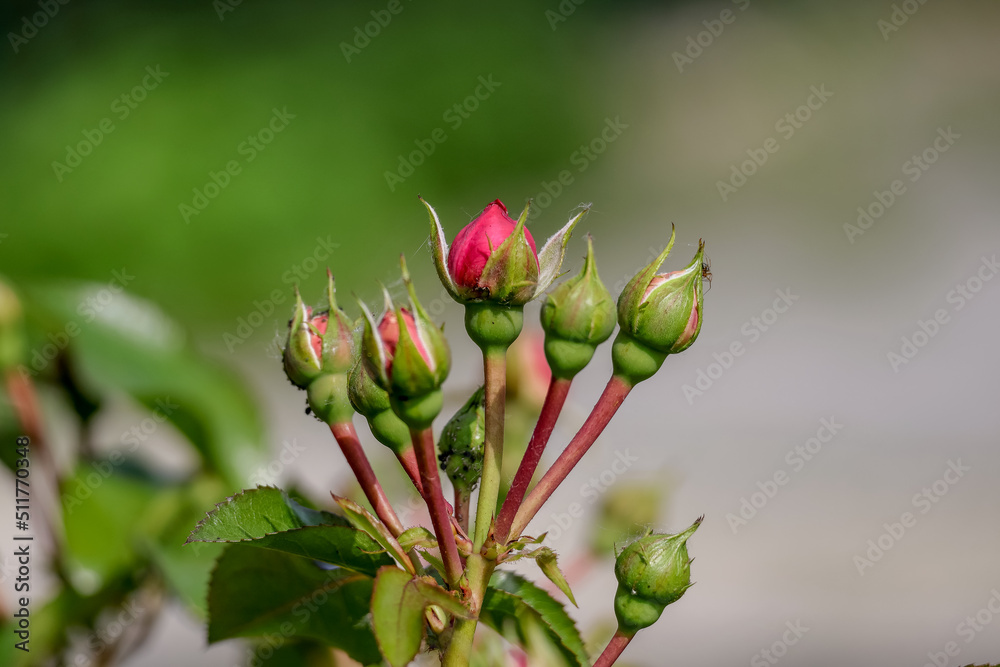 La rose rouge velours avec petales fleur de rosier avec boutons La rose rouge velours avec petales fleur de rosier avec boutons