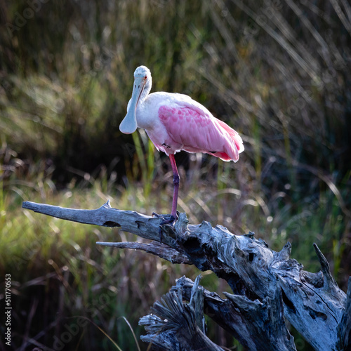 spoonbill photo