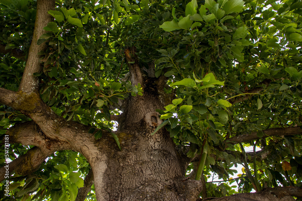 Fototapeta premium low-angle view of a tree