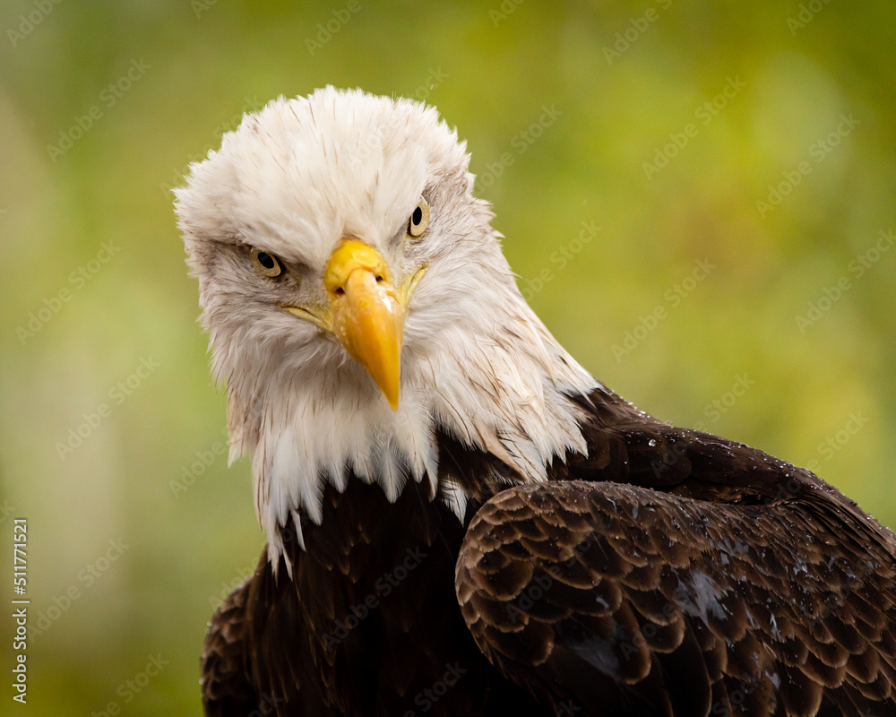 Obraz premium Bald Eagle