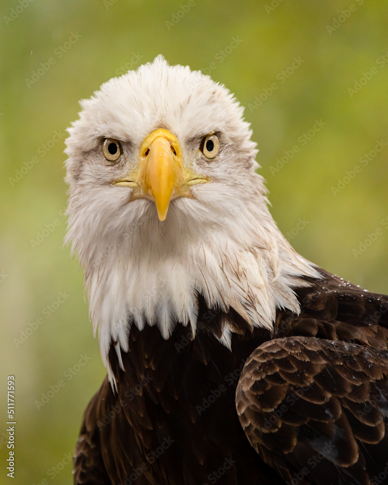 Bald Eagle Bald Eagle