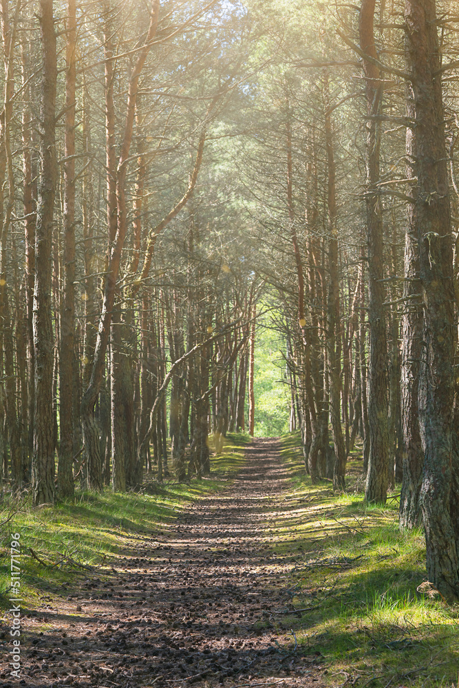 Obraz premium Background on a path in a pine forest and sunbeams breaking through a pine forest at dawn. Footpath through pine forest and rays of sunlight amongst trees 