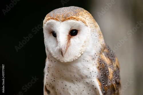 Barn Owl © Andrew