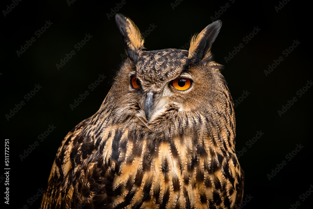 Eurasian Eagle Owl Eurasian Eagle Owl