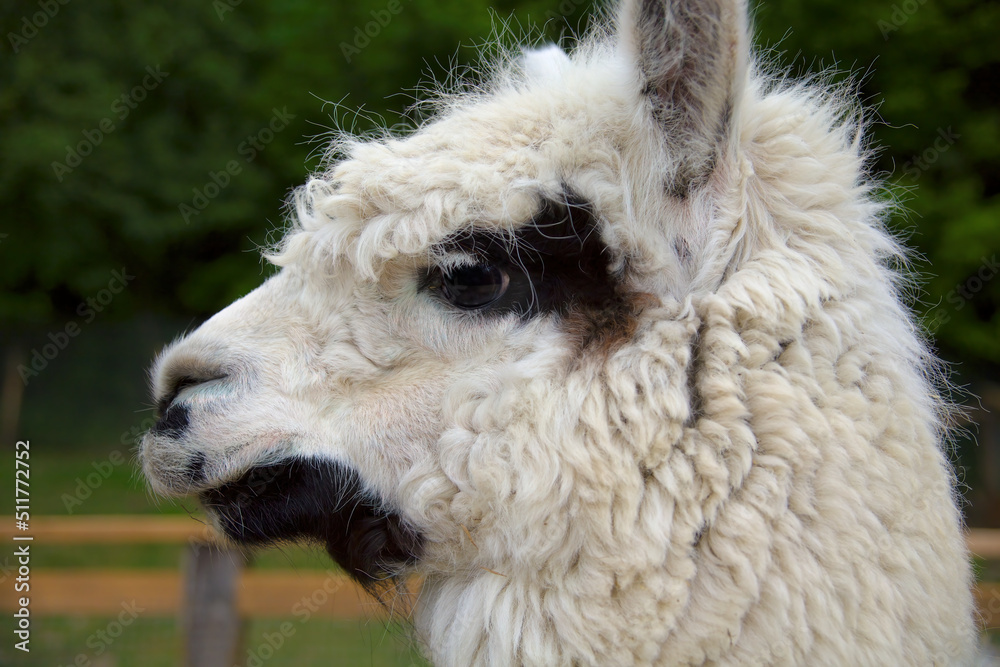 alpaca head profile view white wool lama portrait farm animal llama livestock